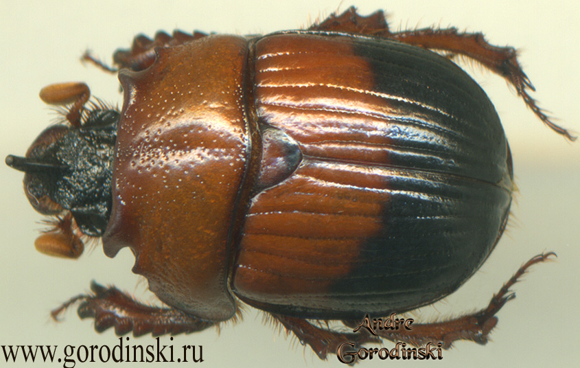 geotrupes/Bolbocerodema apicatum.jpg